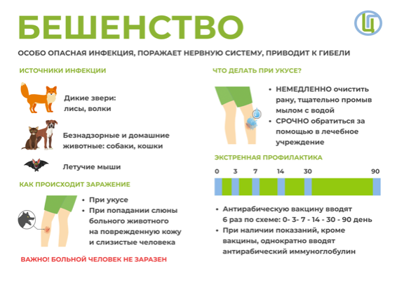 Профилактика бешенства